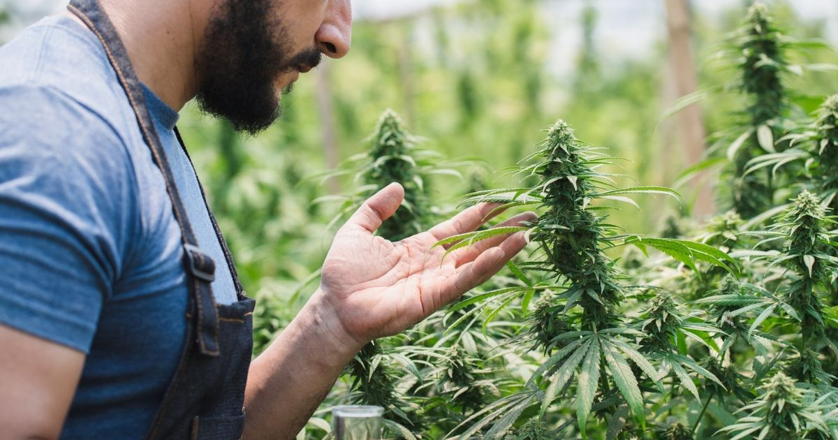 Top cannabis strains of all time